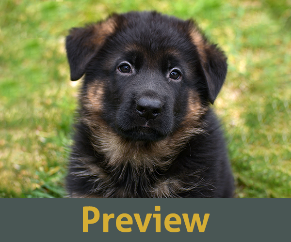 red and black short coat european showline German Shepherd Puppy for Sale in Maryland, Pennsyvania, West Virginia, Virginia, East Coast, the best German Shepherd breeder in the USA